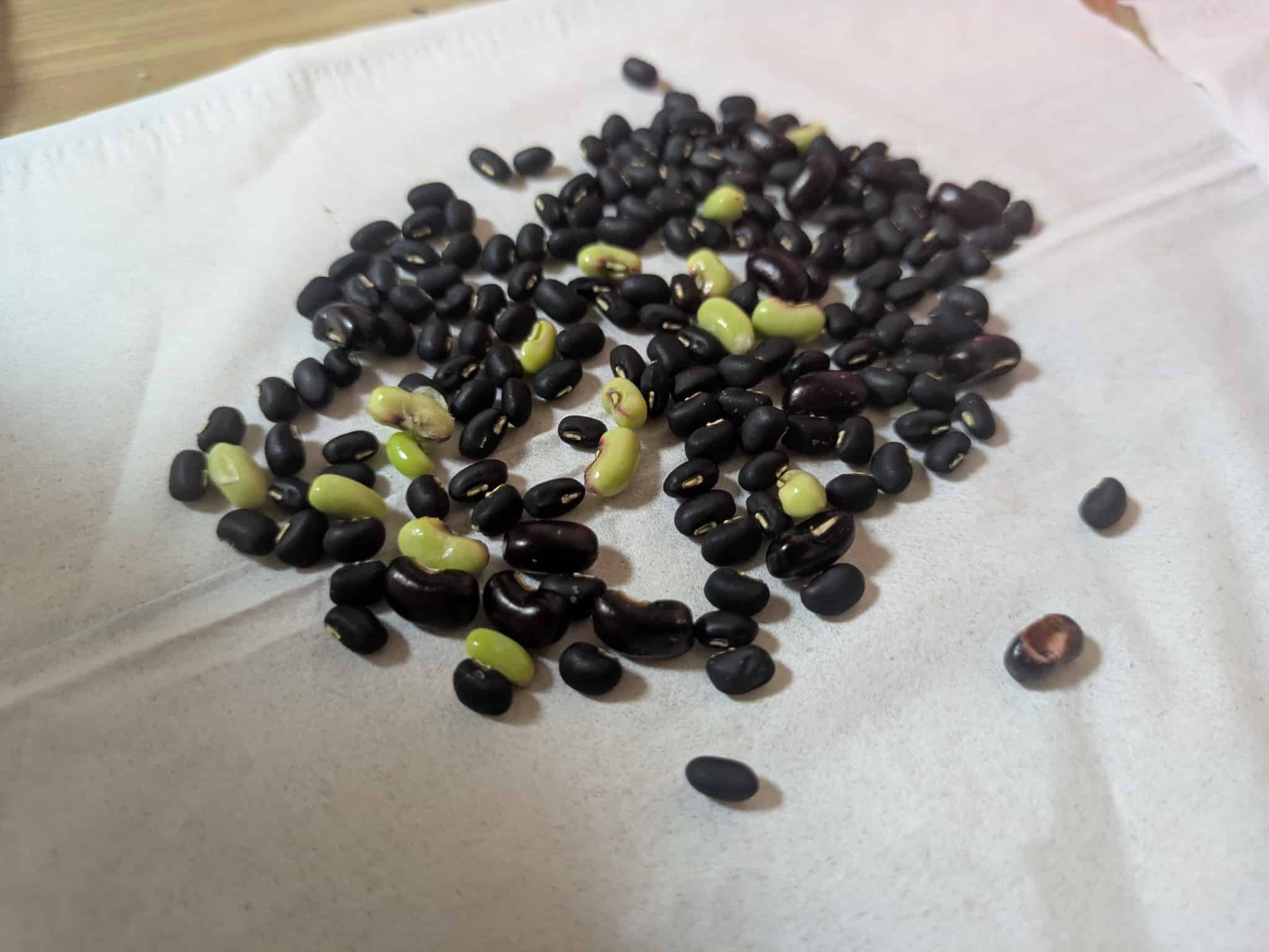 未熟なヤブツルアズキの豆