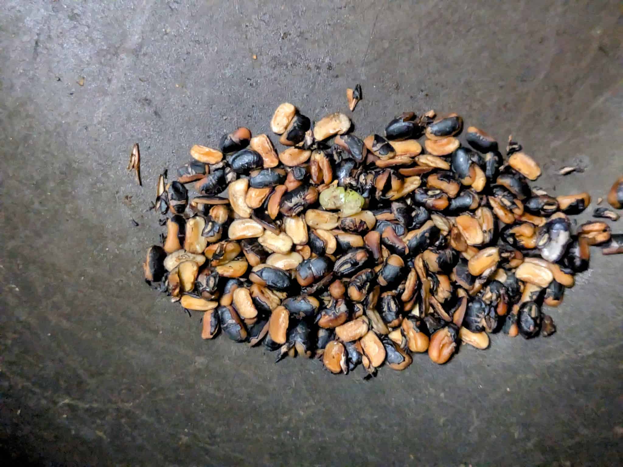 粉砕後のヤブツルアズキ