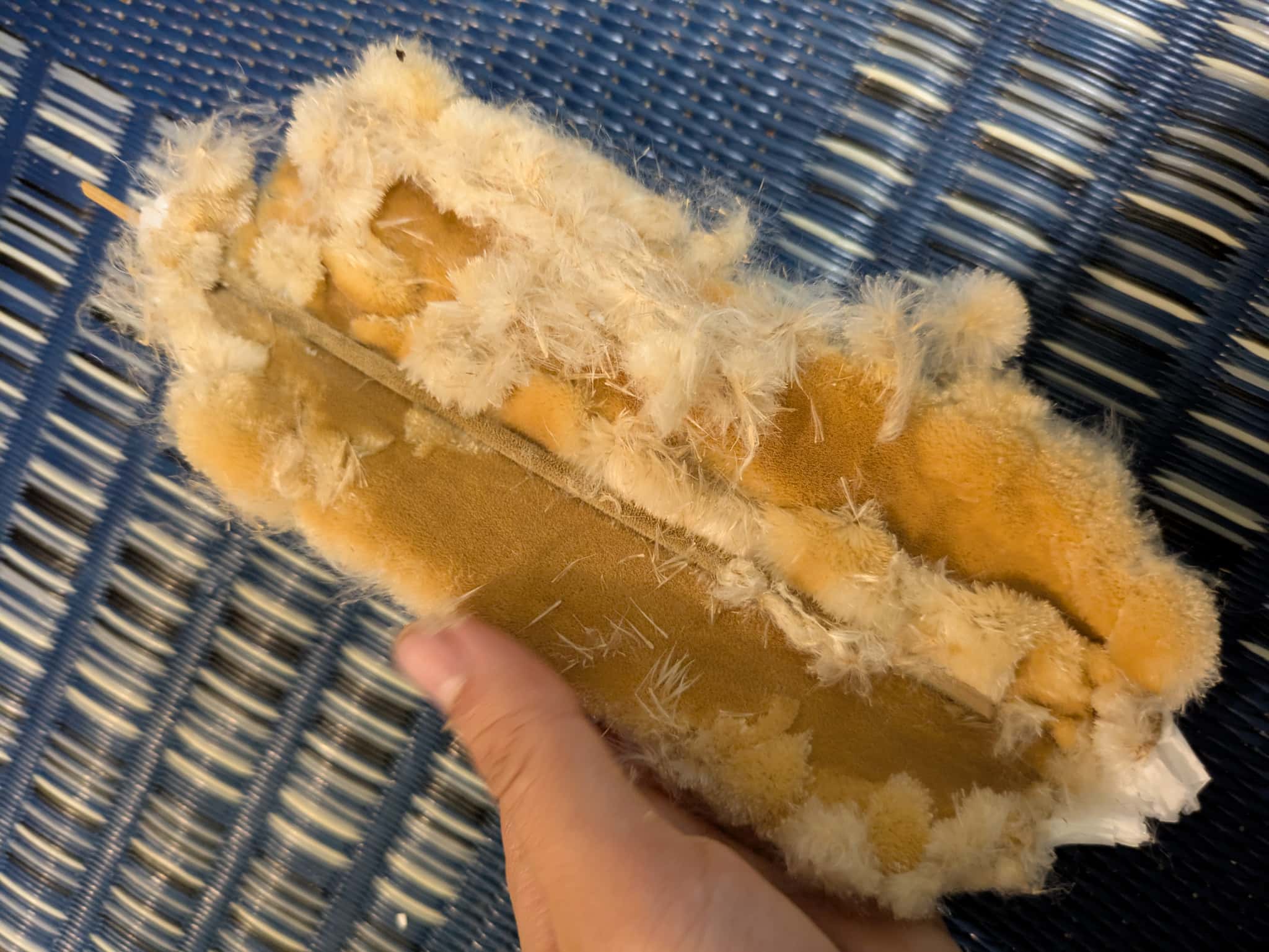 失敗して崩れたガマの穂