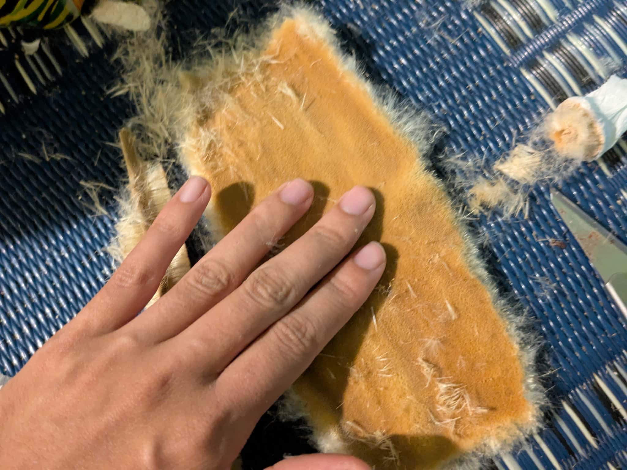 余分な毛を取る