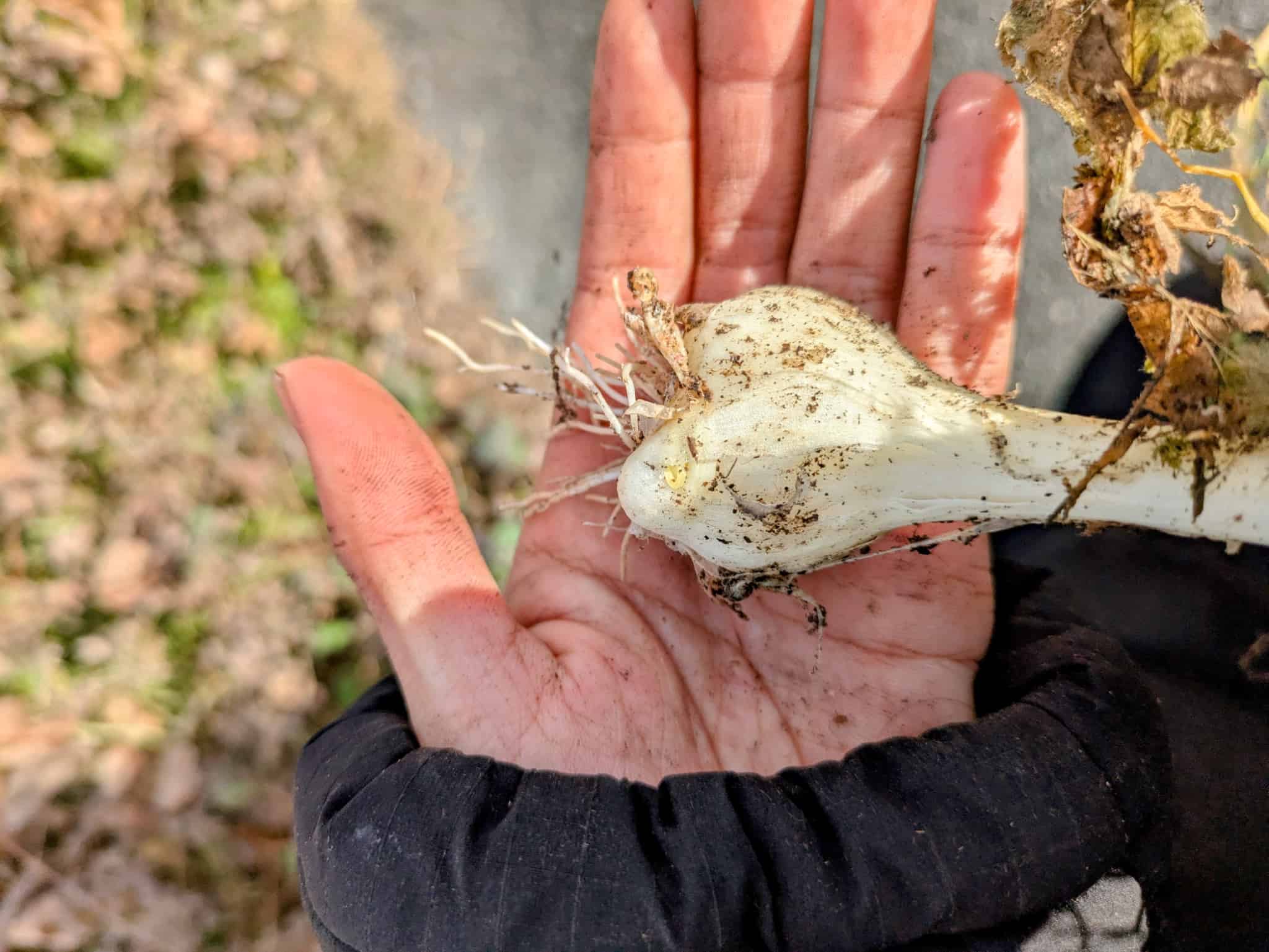 巨大なノビルを発見