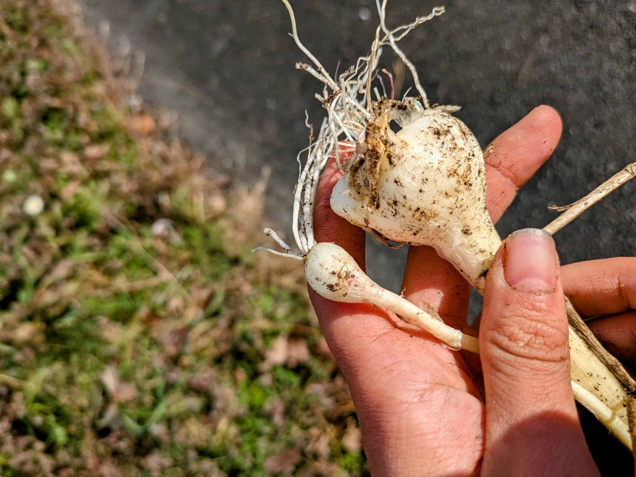 通常サイズとの比較