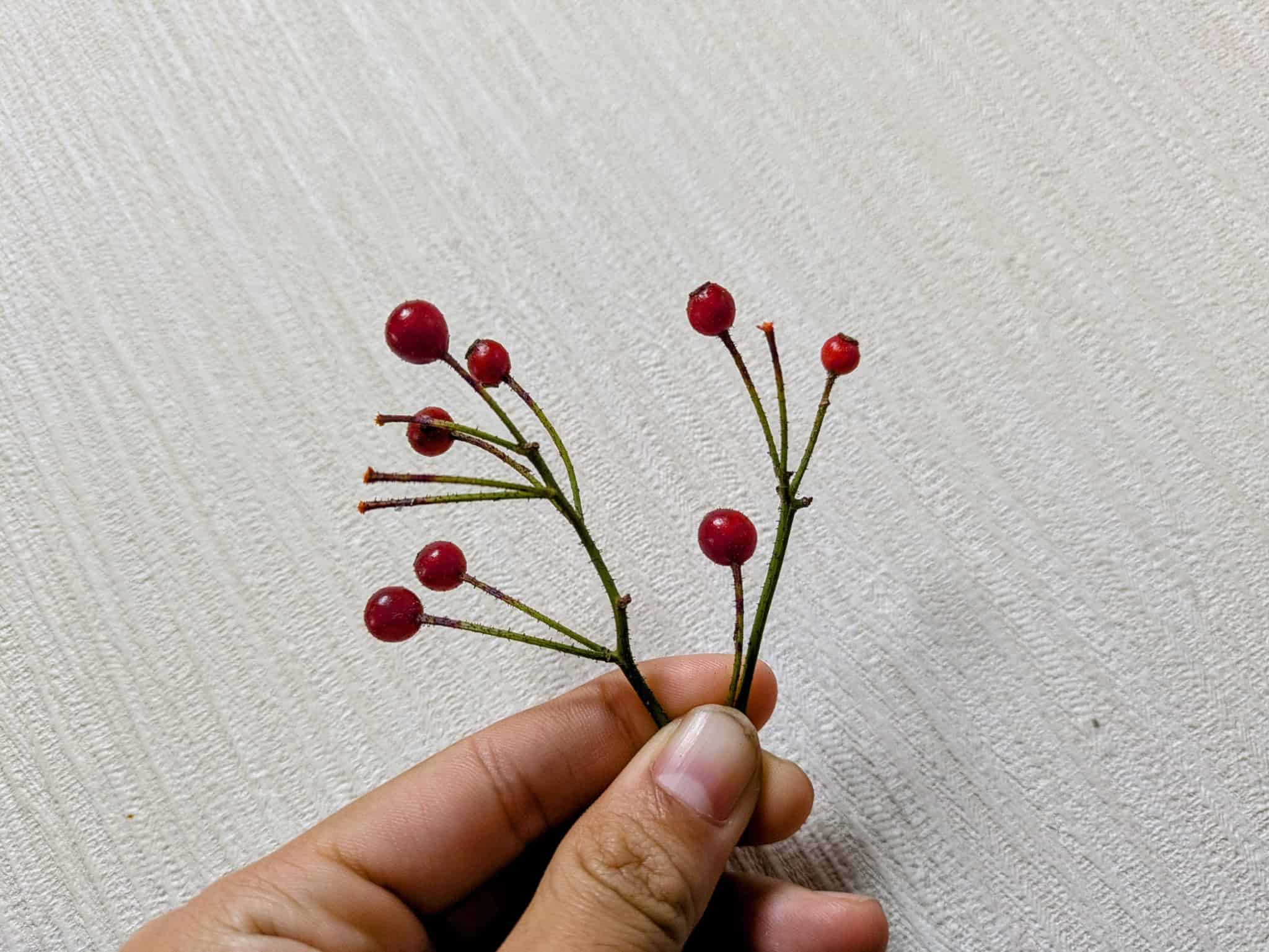 冬の赤い実「ローズヒップ」を食べてみた！酸っぱいと思いきや衝撃の甘さだった話