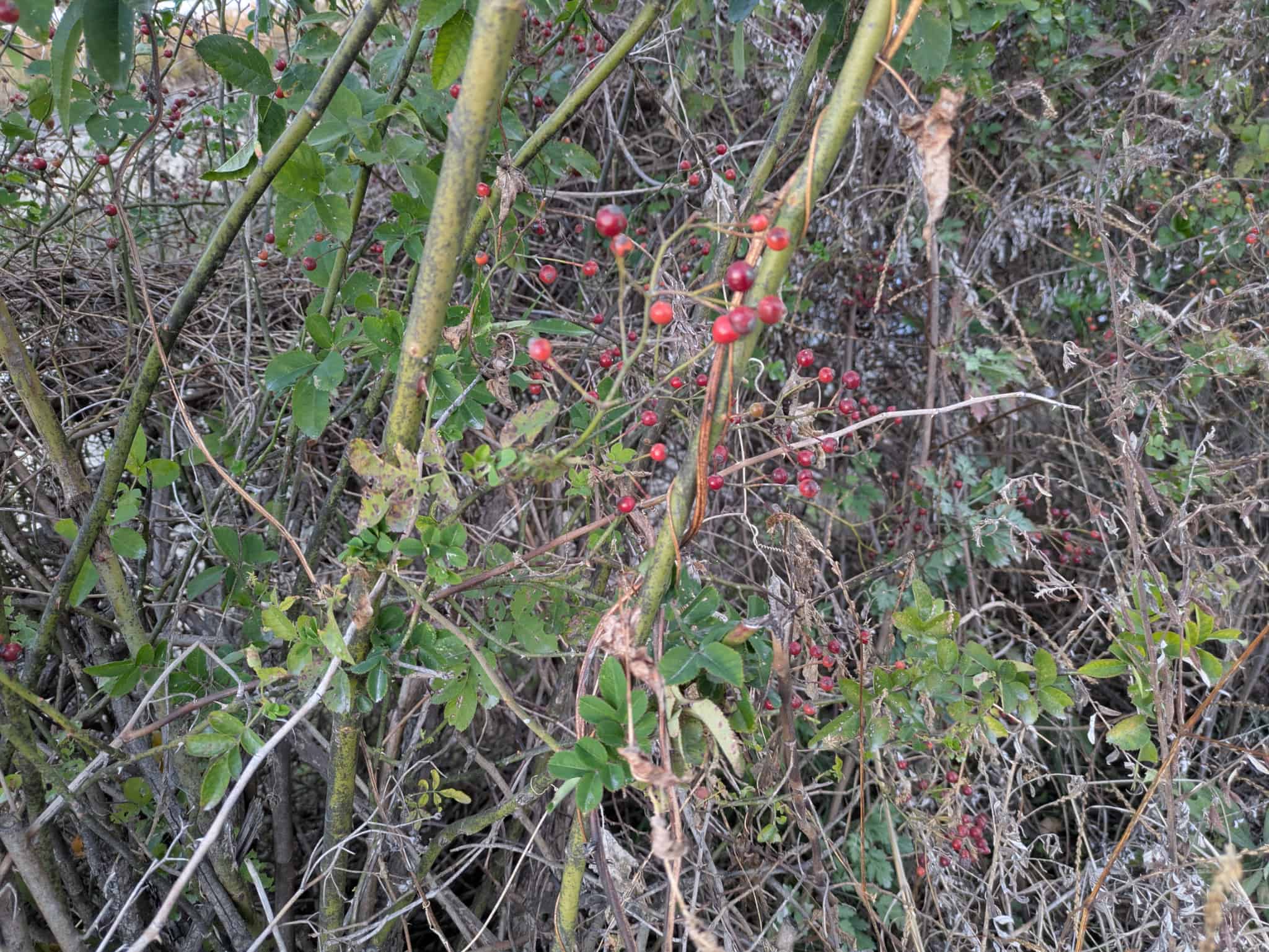 採取したローズヒップ