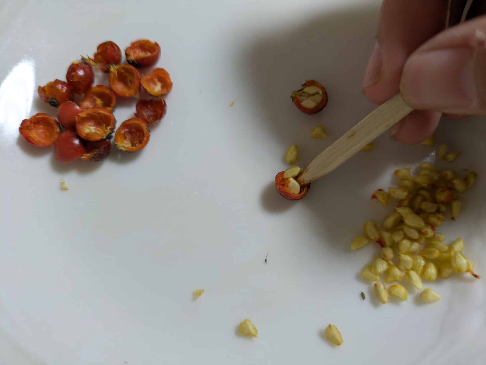 綺麗に取れました