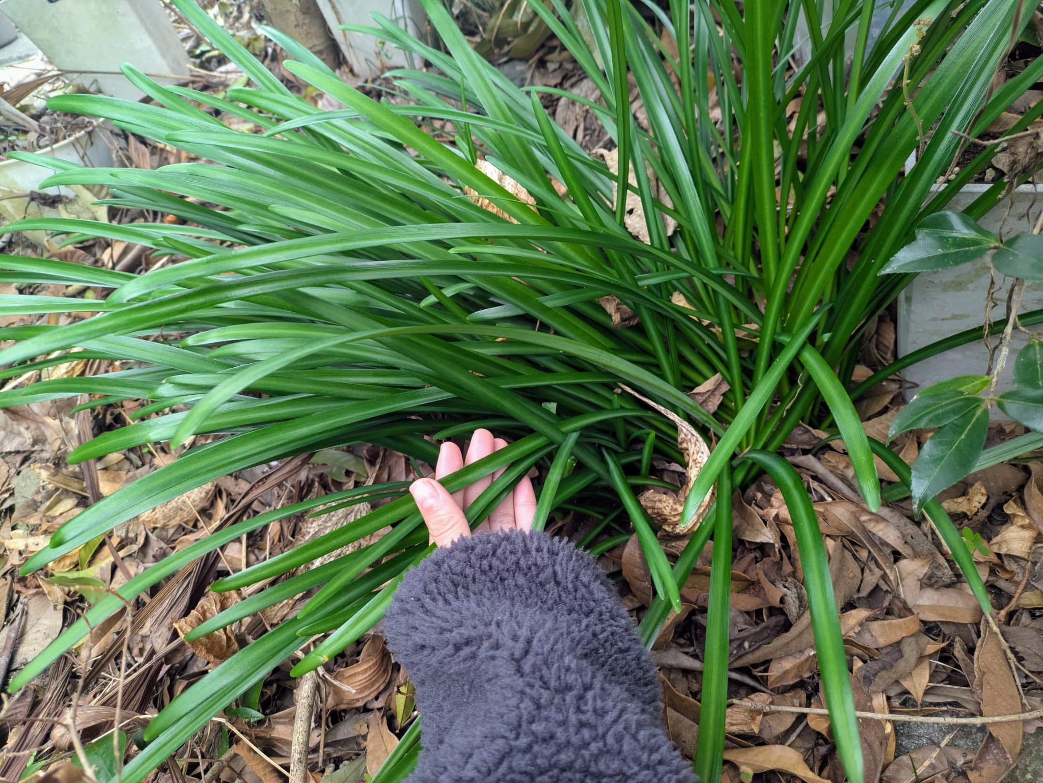 彼岸花の葉っぱ