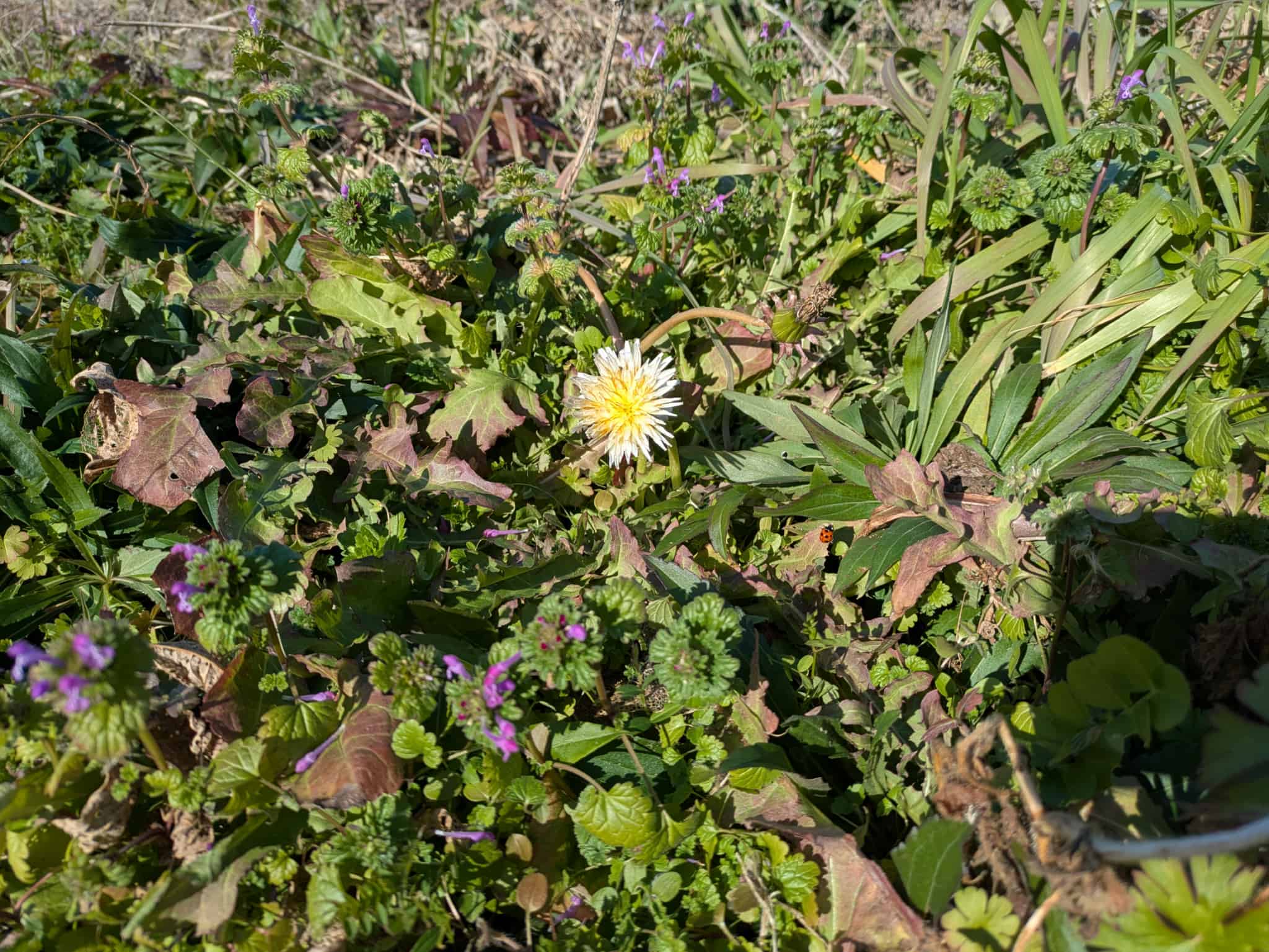 シロバナタンポポ