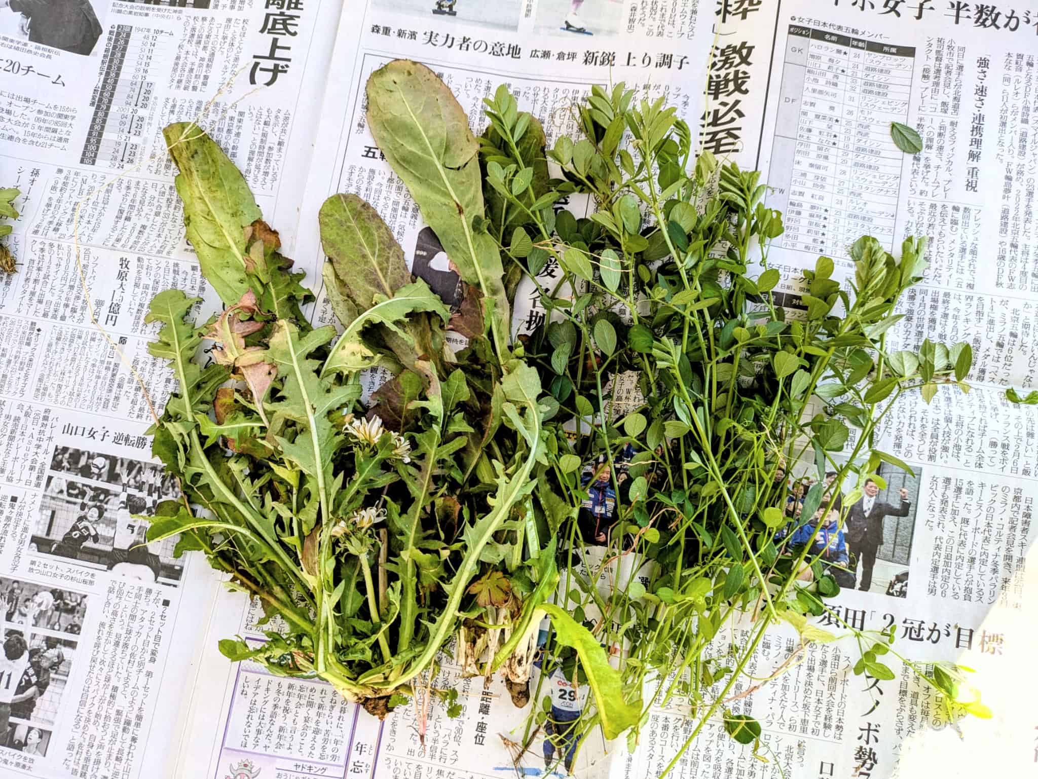 野草を食べるリクガメ