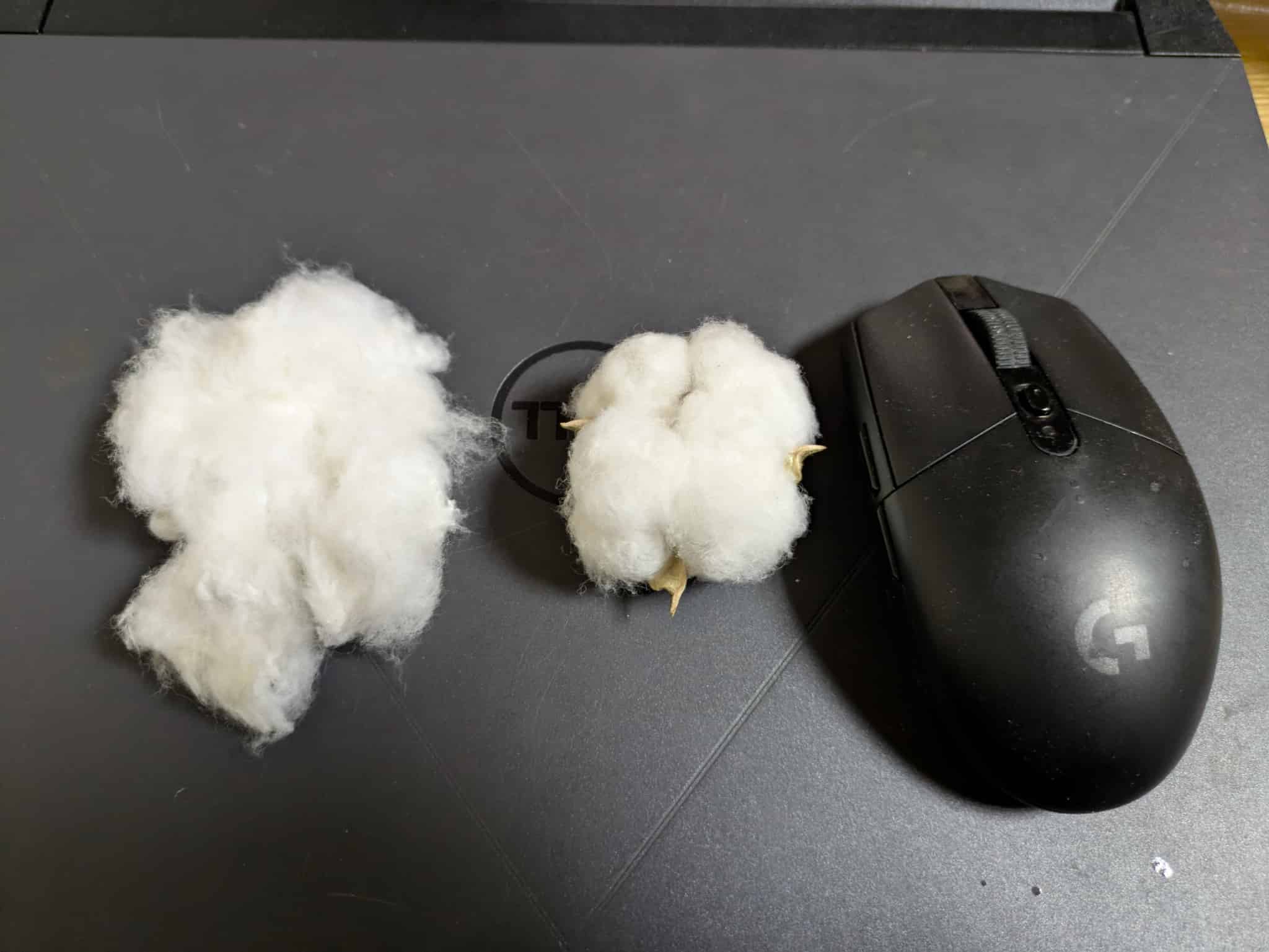 綿花の大きさ比較