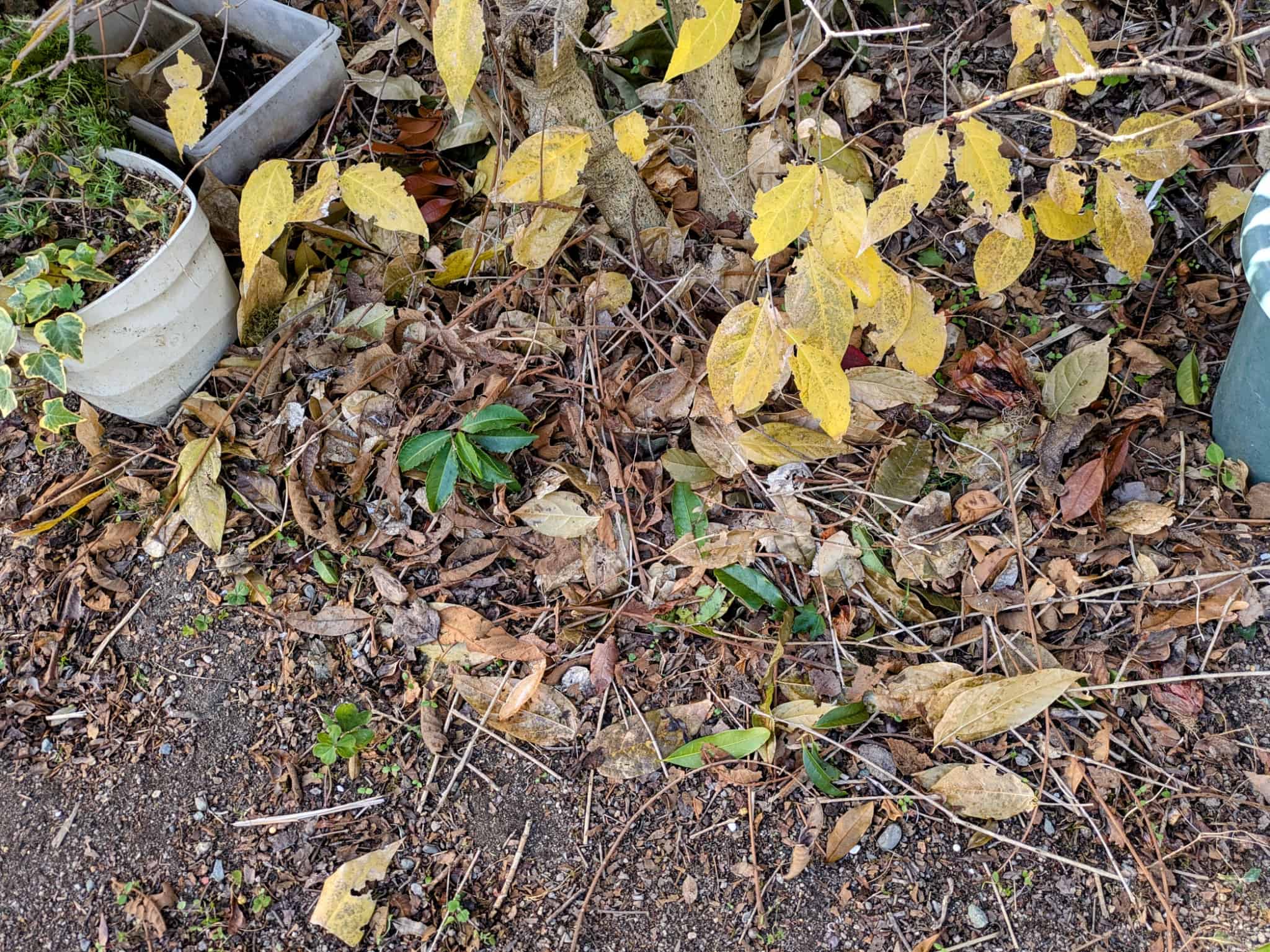 投入された枯れ葉
