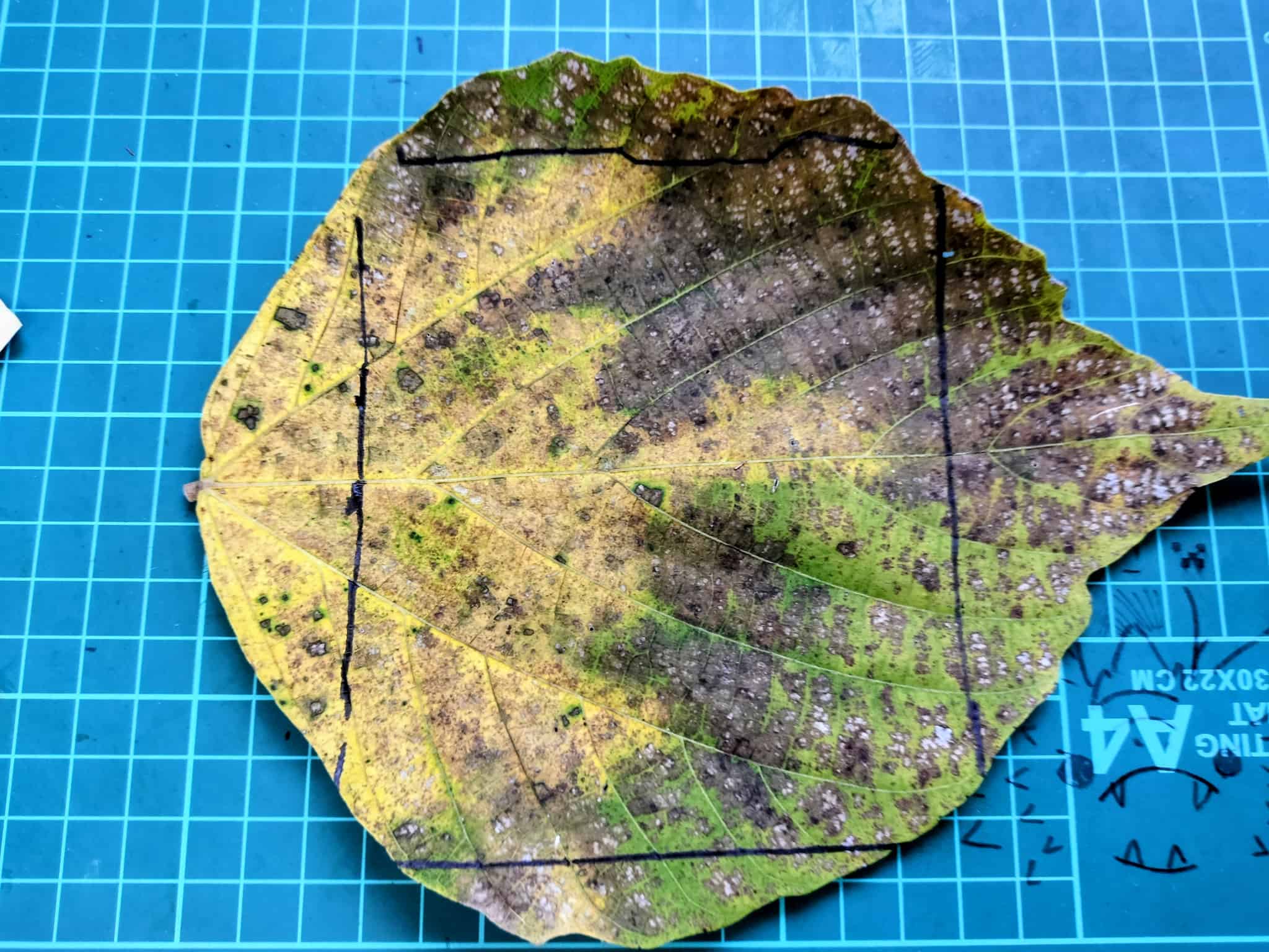 葉っぱを長方形にカットしている様子