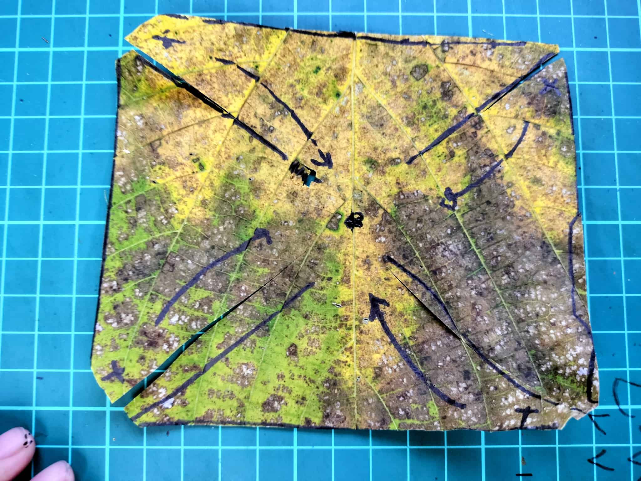 葉っぱの四隅に切り込みを入れた様子