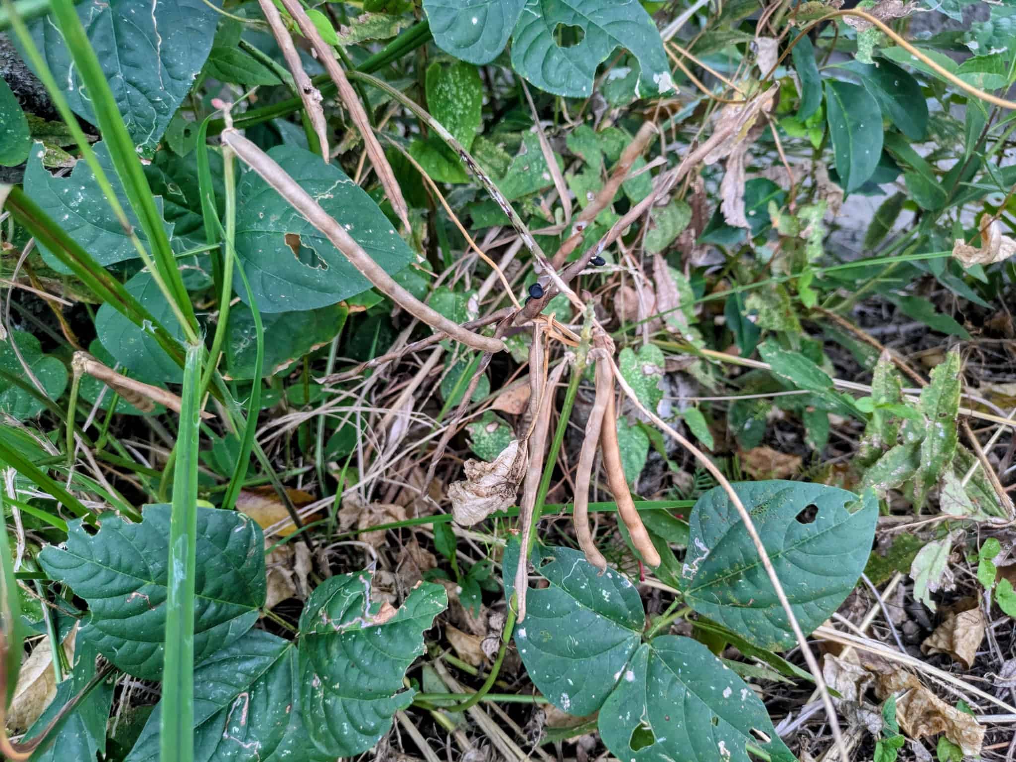 ヤブツルアズキの実がなっている様子