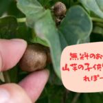 【むかごの完全ガイド】食べ方・レシピから栄養、見つけ方まで徹底解説！