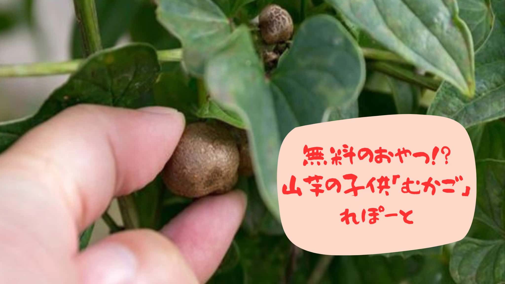【むかごの完全ガイド】食べ方・レシピから栄養、見つけ方まで徹底解説！